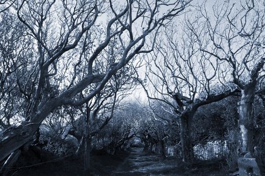a creepy tree lined grass path in the county Kerry Irish countryside