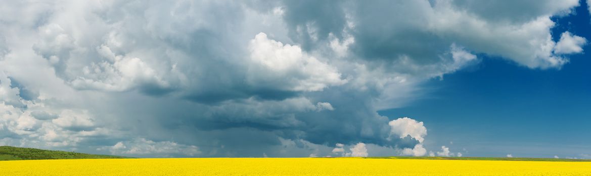 panoramic view of flowering rape field with cloudy sky
