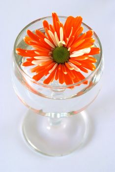 orange daisy in glass of water