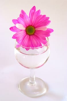 pink daisy in glass with water