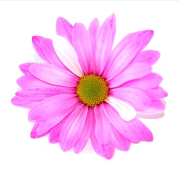 isolated pink daisy flower