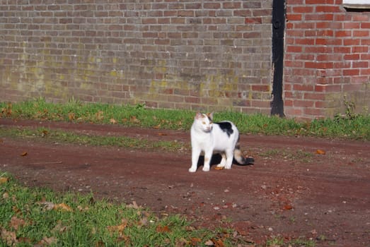 Cat standing in the sun on a farmyard.