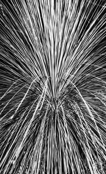 An abstract black and white photograph of pampas grass