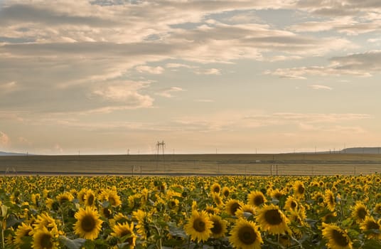 Beatiful dusk colors in a sunflowers field.