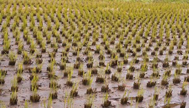 Image of a rice culture field in autumn.