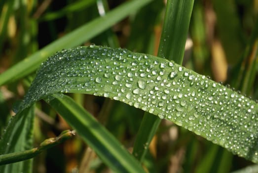 Little waterdrops on blades of grass.                 