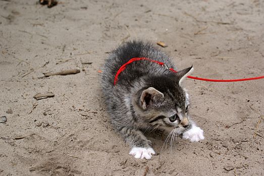 Anxious kitten on a leash.                