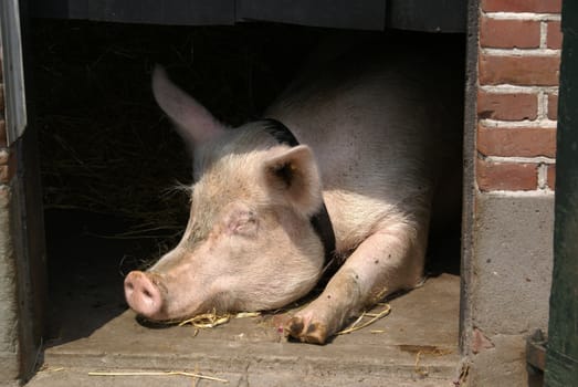 Miss Piggy enjoying the sun.