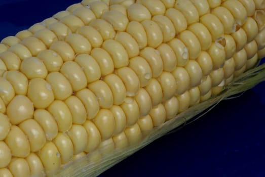 Isolated corncob with waterdrops on it.