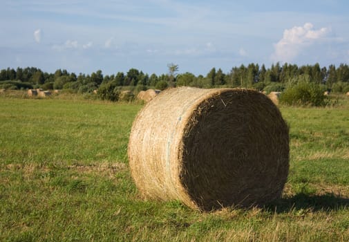 mow hay