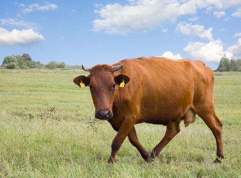 cow on meadow