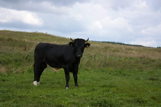 bull on a meadow