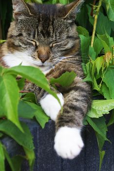 A cat laying in the garden.