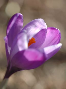 Crocus.
Norway.