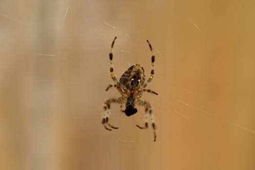 Spider eating the last of it's prey.