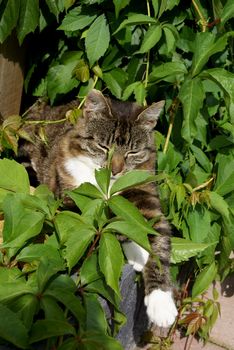 A cat hiding in bushes.