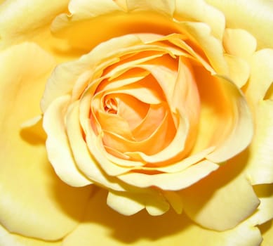 A large yellow rose seen up close