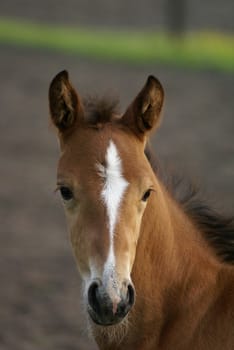Portrait of a young foal.