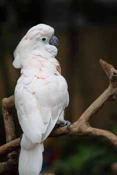 Close up portrait of macaw 