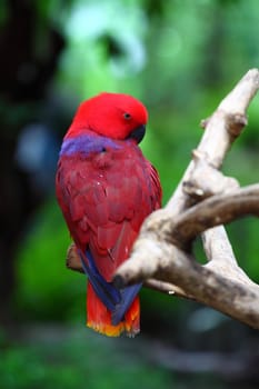 Close up portrait of macaw 