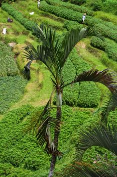 Rice terrace.Bali, Indonesia 