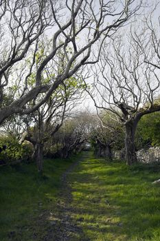 a tree lined grass path in the county Kerry Irish countryside