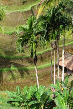 Rice terrace.Bali, Indonesia 