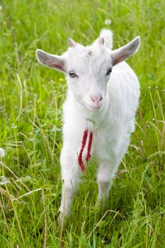 Cute goatling over green grass