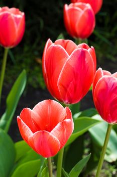 Red tulips flowerbed in spring