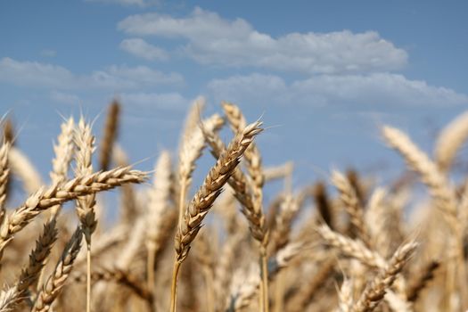 golden wheat close up summer season