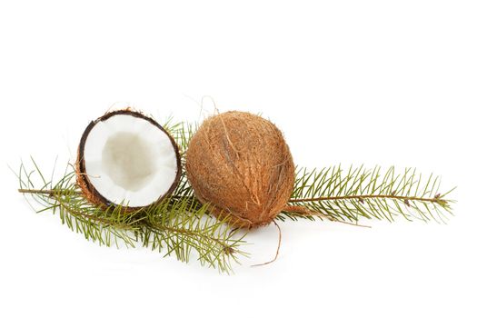 Coconut on white background with pine twig