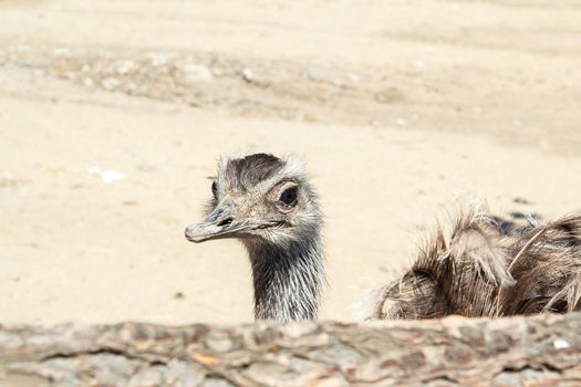 Portrait of an ostrich shot at a farm in Czech Republic