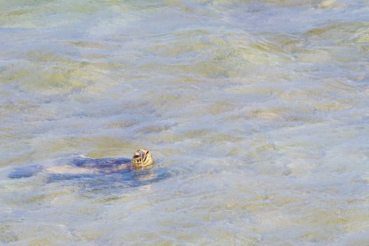 A rare image of a sea turtle coming up for air in the ocean water of the north shore of Oahu. This amazing animal is swimming in the waves and coming up to breathe only occasionally.