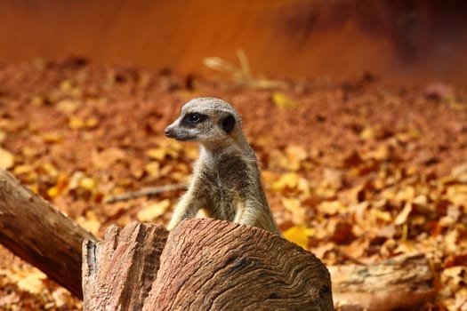 Australian Meerkat 