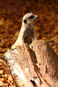Australian Meerkat 