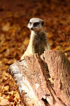 Australian Meerkat 