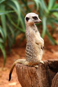 Australian Meerkat 