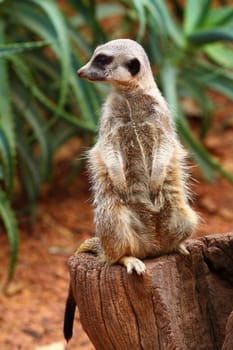 Australian Meerkat 