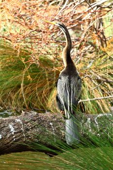 Australian Bird 