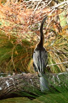 Australian Bird 