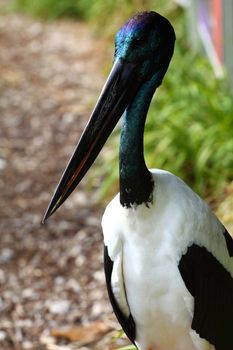 Australian Bird 