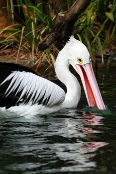 Australian pelican has a rest in the Perth Zoo 