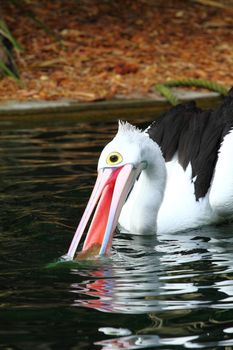 Australian pelican has a rest in the Perth Zoo 