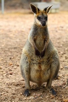 Kangaroo in Australia 