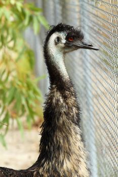 Portrait of an Emu in Australia