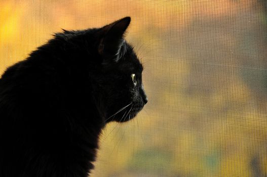 the black cat in profile, looking at the street. close-up