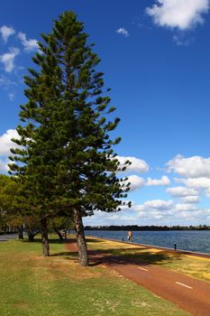 Araucaria tree in Perth, Australia 