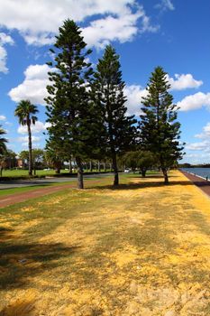 Araucaria tree in Perth, Australia 