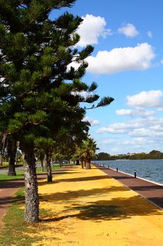 Araucaria tree in Perth, Australia 