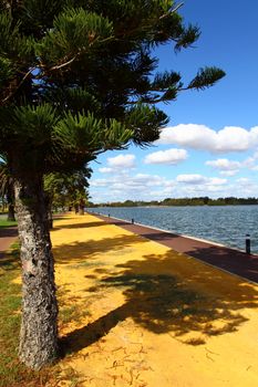 Araucaria tree in Perth, Australia 